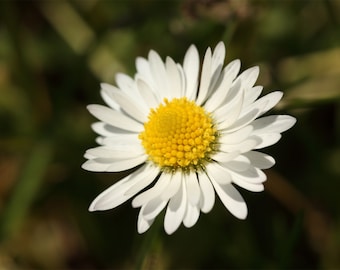 Macro de margarita blanca H.G.