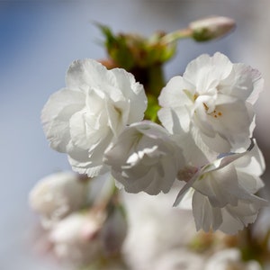 H.G. White Tree Blossoms