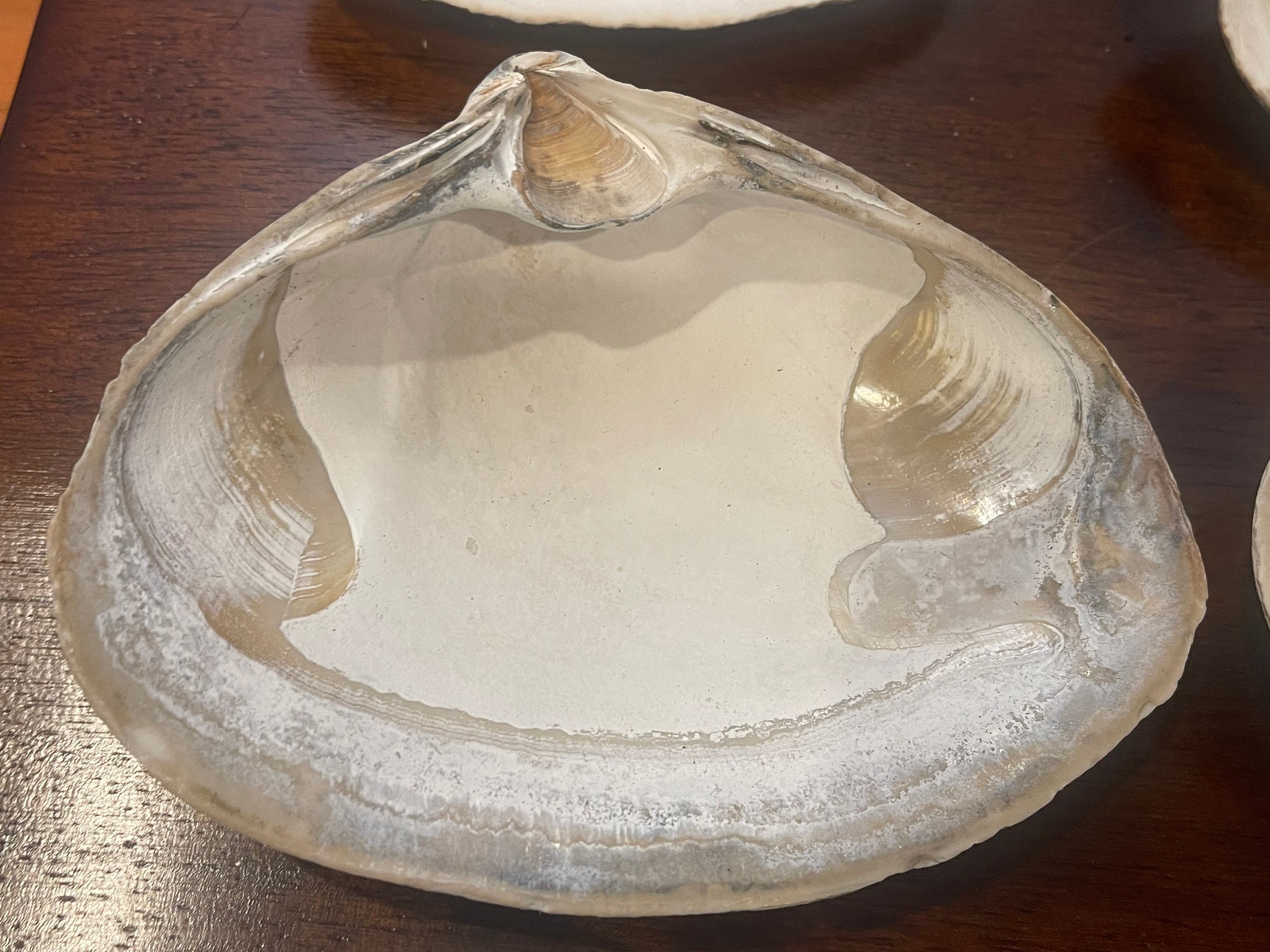 6 Large Sea Clam Shells - Etsy