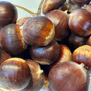 Homegrown Chestnuts Harvested Daily
