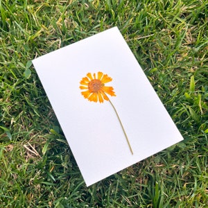 Cartes de voeux fleurs pressées
