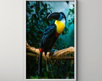 Portrait of a Tropical Toucan