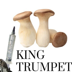 King Trumpet Oyster (Pleurotus Eryngii) | Liquid culture