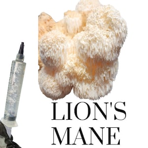 Crinière de lion (Hericium erinaceus) Culture liquide