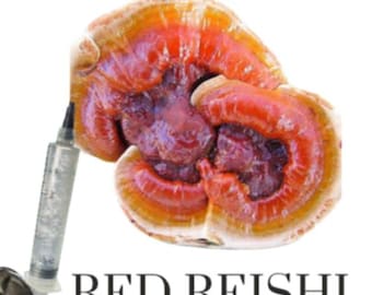 Cultivo líquido de Reishi rojo (Ganoderma lingzhi)