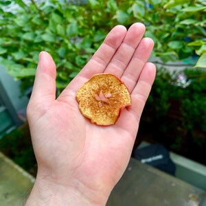 Op de afbeelding: Een gedroogde appelschijf, goudgeel met een roodachtige rand, bestrooid met kaneel, rust in een open hand. De appelschijf is het middelpunt, met een vage groene achtergrond van gebladerte.