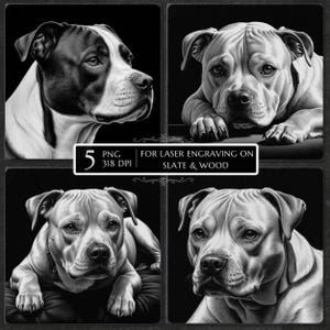 Puede incluir: Imagen en escala de grises que presenta cuatro retratos de un pitbull. Los retratos muestran al perro en varias poses, con un enfoque en sus rasgos faciales. La imagen incluye el texto "5 PNG 318 DPI FOR LASER ENGRAVING ON SLATE & WOOD."