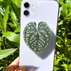 Rare Monstera Albo Variegated Plant Phone Grip Holder, Green Leaf Phone Grip , Plant lovers Phone Stand, Phone Accessories, Christmas Gift