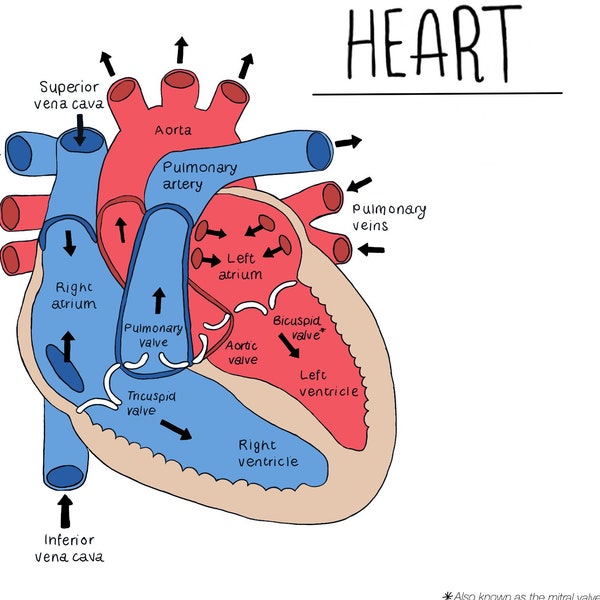 Heart anatomy diagram - LABELLED
