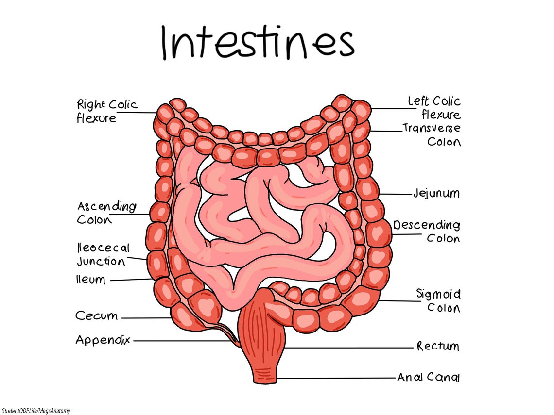 Detailed Intestines Diagram LABELLED Etsy Detailed Intestines Diagram LABELLED Etsy