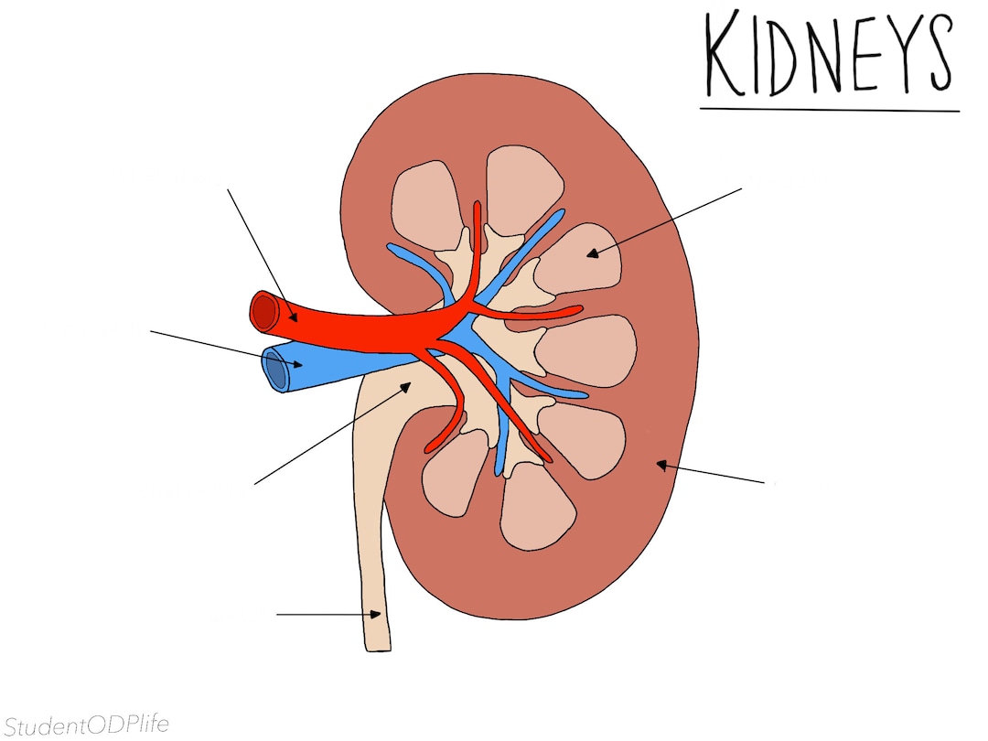 Kidney Diagram UNLABELLED Etsy
