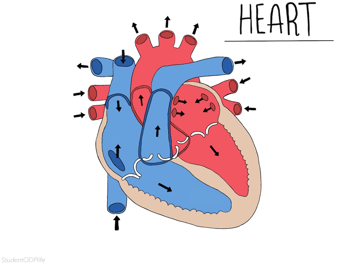 Heart Diagram UNLABELLED - Etsy