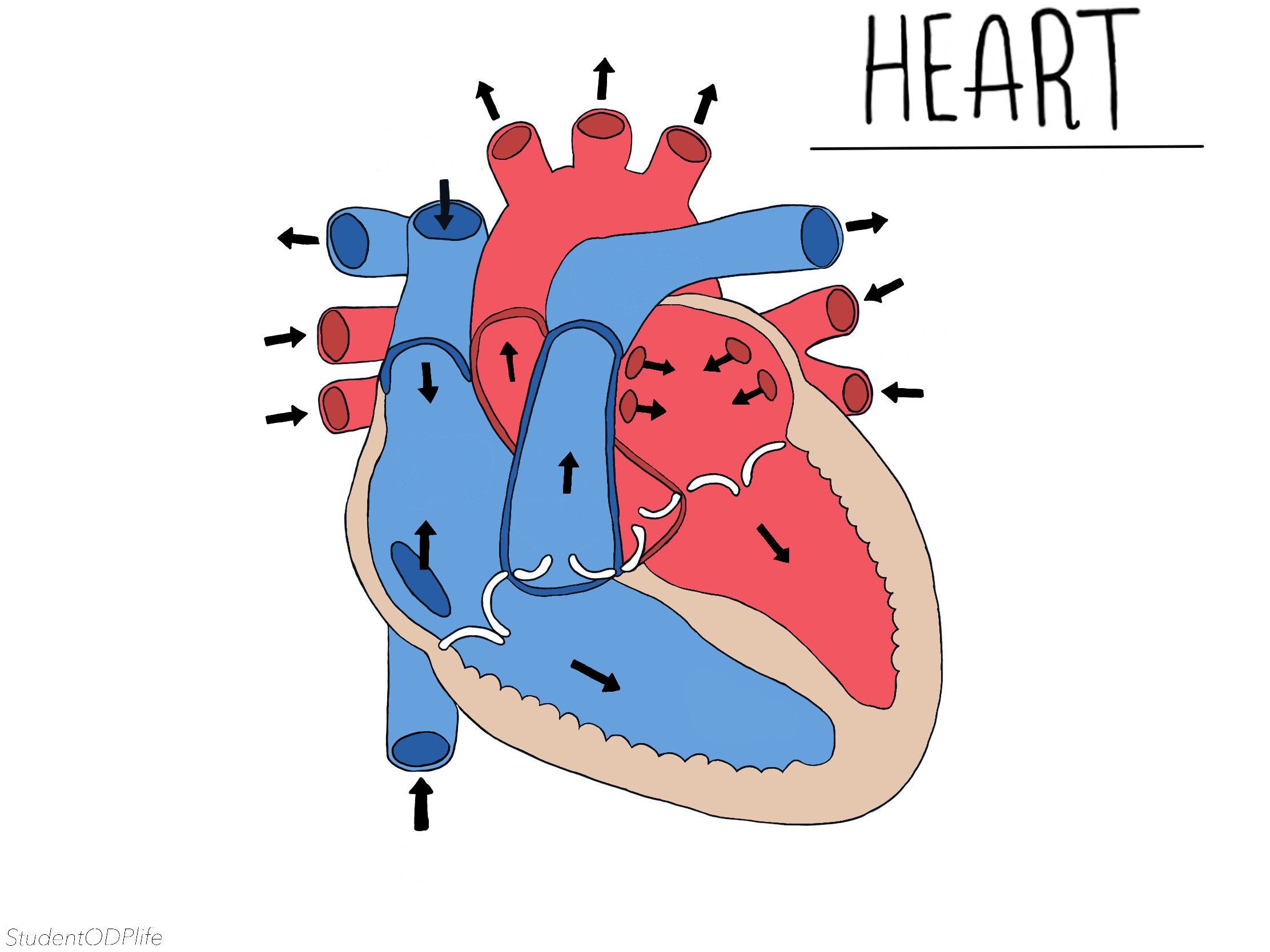 Heart Diagram Unlabeled Simple Visual Guide For Medical Understanding Heart Diagram Unlabeled Simple Visual Guide For Medical Understanding