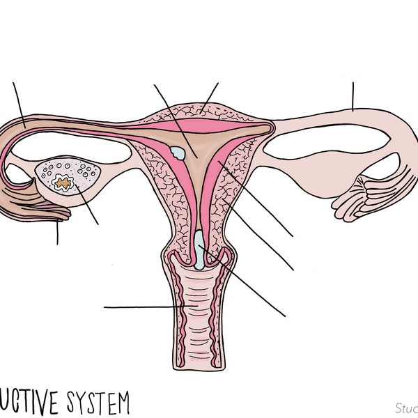 Female reproductive system - UNLABELLED