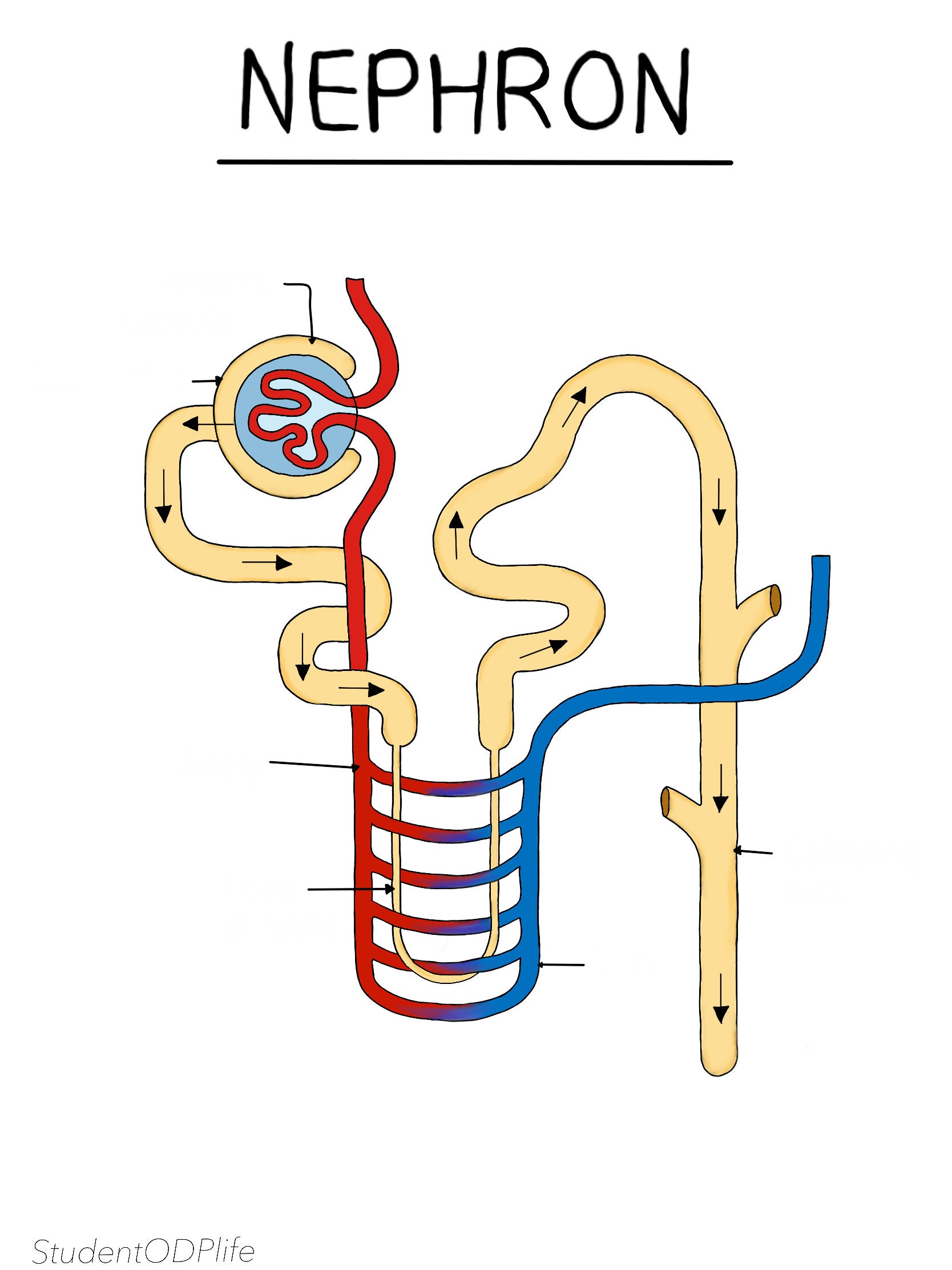 Kidney Deep Dive: Mastering Juxtamedullary Nephron Function - wk0mw7u