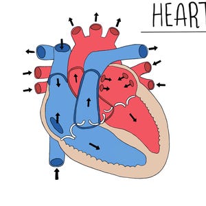 Heart Diagram UNLABELLED - Etsy