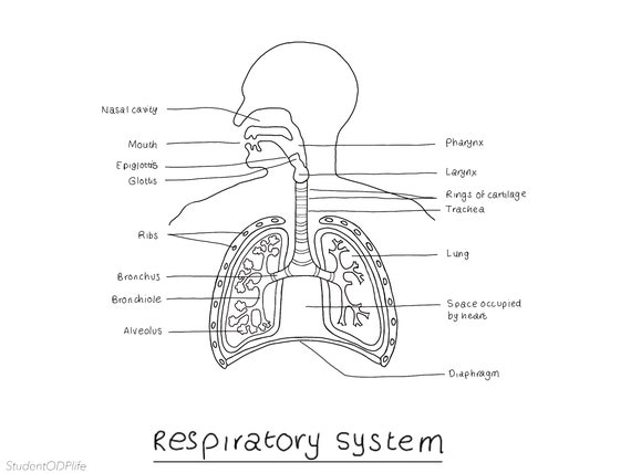 Organs and Structures of the Respiratory System | Anatomy and Physiology II