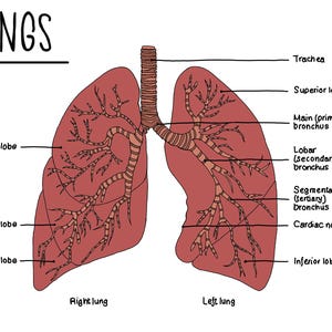 Lung Anatomy LABELLED - Etsy UK