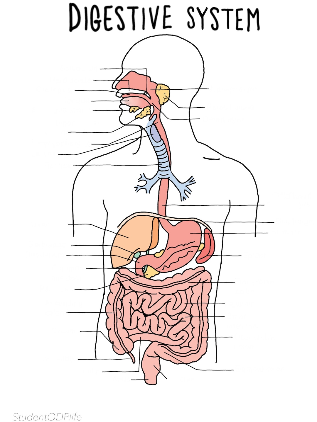 The digestive system unlabelled etsy