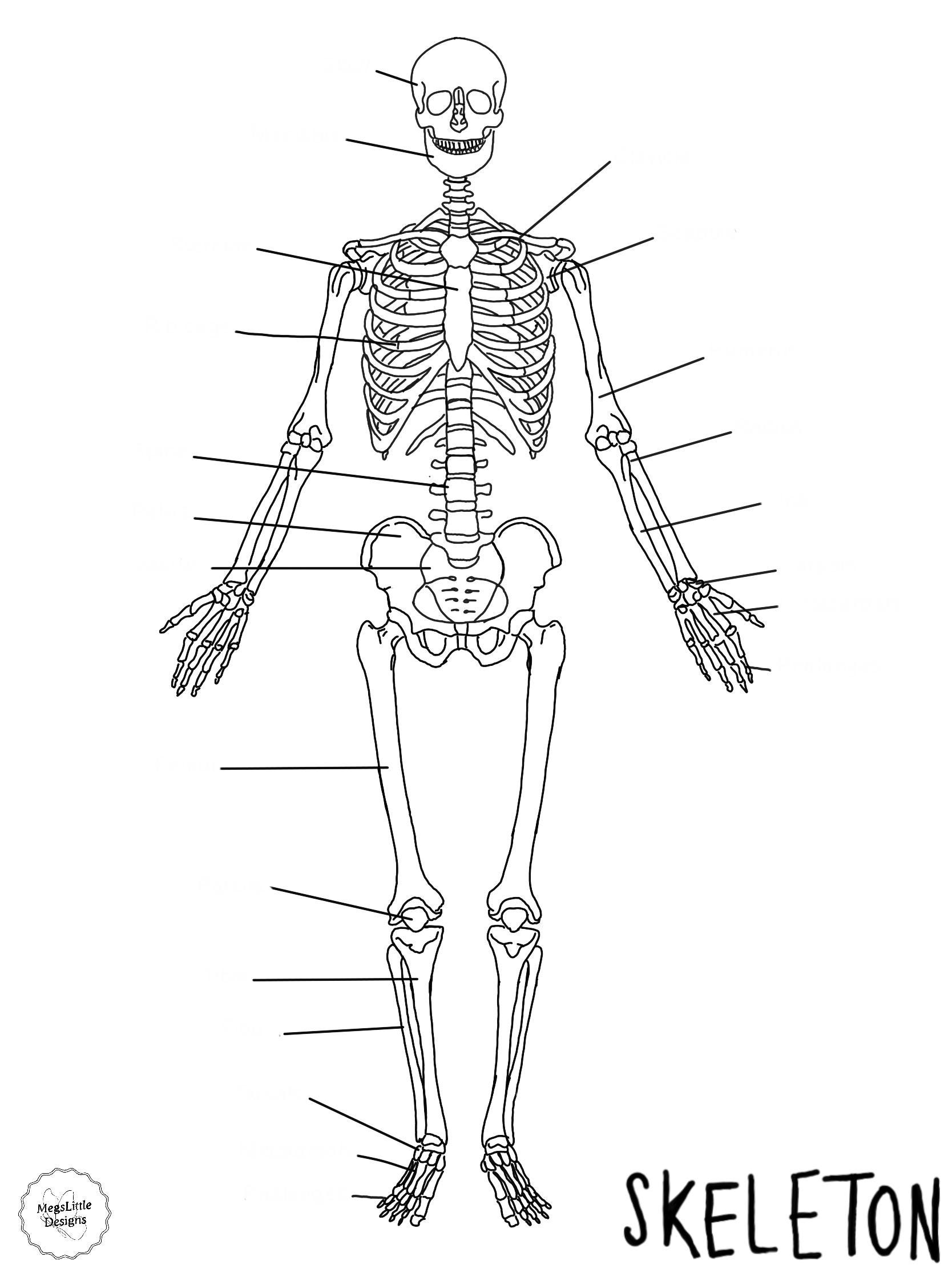 Skeleton UNLABELLED - Etsy