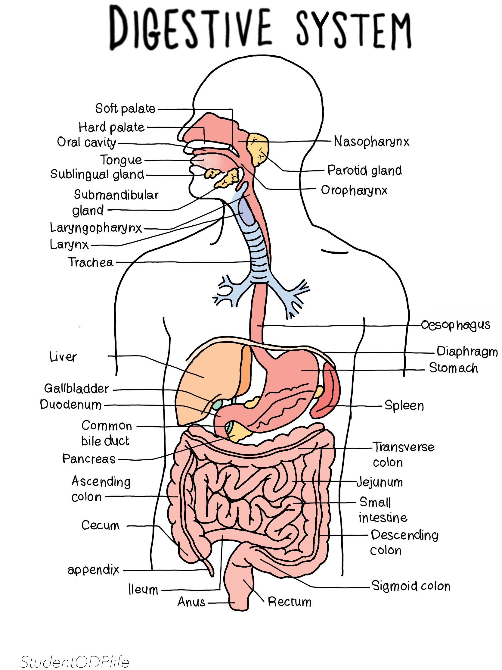 The Digestive System LABELLED Etsy