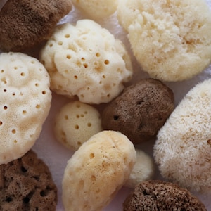 Pode incluir: Uma variedade de esponjas marinhas naturais em várias formas e tamanhos. As esponjas variam em cor, do bege claro ao castanho escuro, com uma textura porosa. Estas esponjas de banho são ideais para uma esfoliação e limpeza suaves.