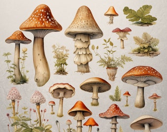 Imágenes prediseñadas del bosque / Imágenes prediseñadas de setas de acuarela / Setas lindas / Uso comercial / Imágenes prediseñadas del bosque / Imágenes prediseñadas de otoño / Imágenes prediseñadas del bosque