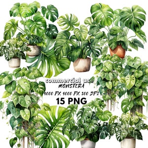 Peut inclure: Un ensemble de 15 illustrations à l'aquarelle de plantes Monstera, présentant différentes formes et tailles de feuilles. Les plantes sont représentées dans un style réaliste avec un feuillage vert vibrant et des détails complexes. Les illustrations sont parfaites pour créer des designs numériques ou imprimés, tels que des cartes de vœux, des invitations ou des motifs.