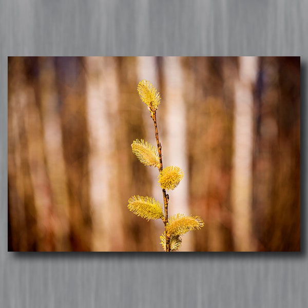 Pussy Willow in Northwoods Photograph | Wisconsin Nature Photography | Metal Canvas Paper Prints in Several Sizes