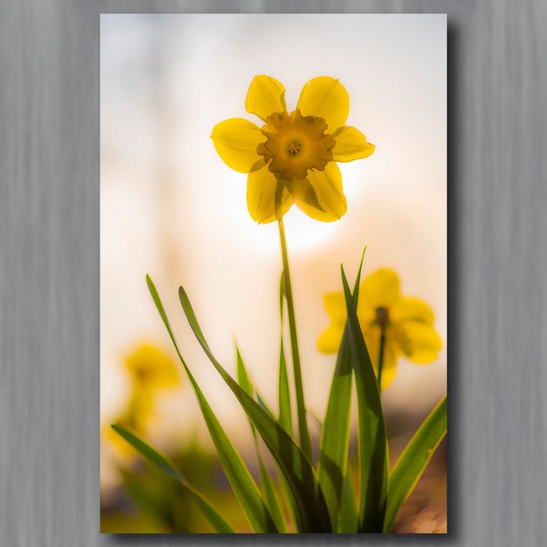 Spring Daffodil Photograph | Madison Wisconsin Spring Flowers Photography | Metal Canvas and Paper Prints in Several Sizes