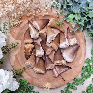 May include: Fossilised dinosaur teeth in various shades of brown and tan, arranged on a round wooden platter. The teeth display different sizes and shapes, some with visible root structures. Green foliage and white flowers surround the platter.