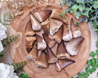 Mosasaurus Tooth Fossil | Prehistoric Sea Reptile Fossil Gift Her Him Ancient Fossilized Tooth Crystal Protection Strength Healing Energy