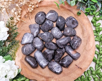 Black Fossil Coral Tumbled Stone, Crystal Gemstone Polished Natural High Quality Grade Mineral Rock Morocco Ancient Wisdom Ancestors