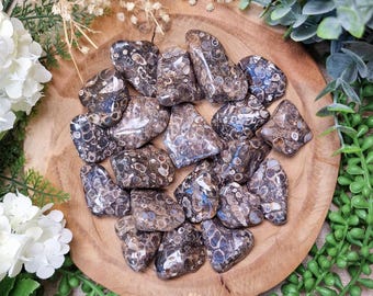 Turritella Agate Tumbled Stone, Crystal Gemstone Polished Natural High Quality Grade Mineral Rock Ancient Fossil Fertility Ancestral Wisdom