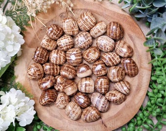 Brown Aragonite Tumbled Stone Crystal Gemstone Polished Natural High Quality Grade Mineral Rock Peru Earth Connection Root Earth Star Chakra