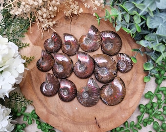 Red Iridescent Ammonite Fossil | Opalized Ammonite Shell Crystal Gift Her Him Polished Fossil Stone Ancient Sea Healing Spiritual Energy