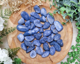 Blue Fossilized Coral Tumbled Stone, Crystal Gemstone Polished Natural High Quality Grade Mineral Rock Fossil Indonesia Ancient Wisdom