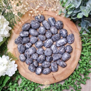 Fossilized Sea Lily Tumbled Stone, Crystal Gemstone Polished Natural High Quality Grade Mineral Rock Crinoid Fossil Root Earth Star Sacral