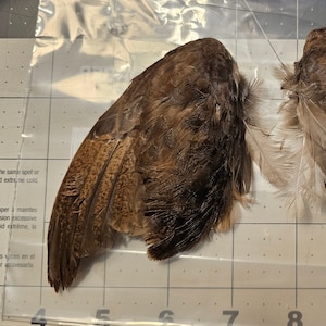 Dehydrated Quail Wings