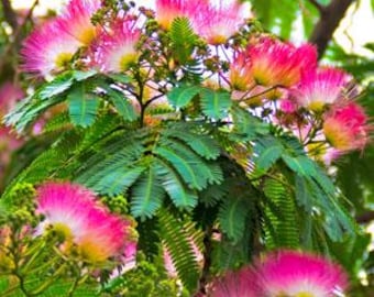 Semillas de árbol de mimosa de Montgomery