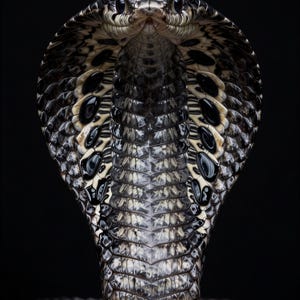 Majestic Cobra Snake Digital Art Print - Royal Serpent Wall Art