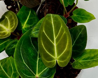 Anthurium Magnificum/Metallicum x Crystallinum/Magnificum