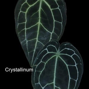 Anthurium Luxurians x Dark Crystallinum 2 germinated seeds image 3