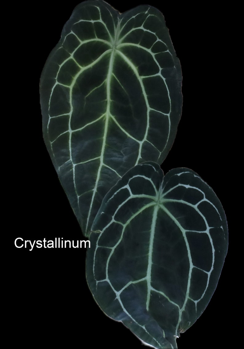 Anthurium Luxurians x Dark Crystallinum 2 germinated seeds image 3