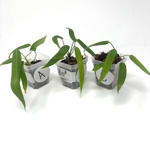 Anthurium Pallidiflorum