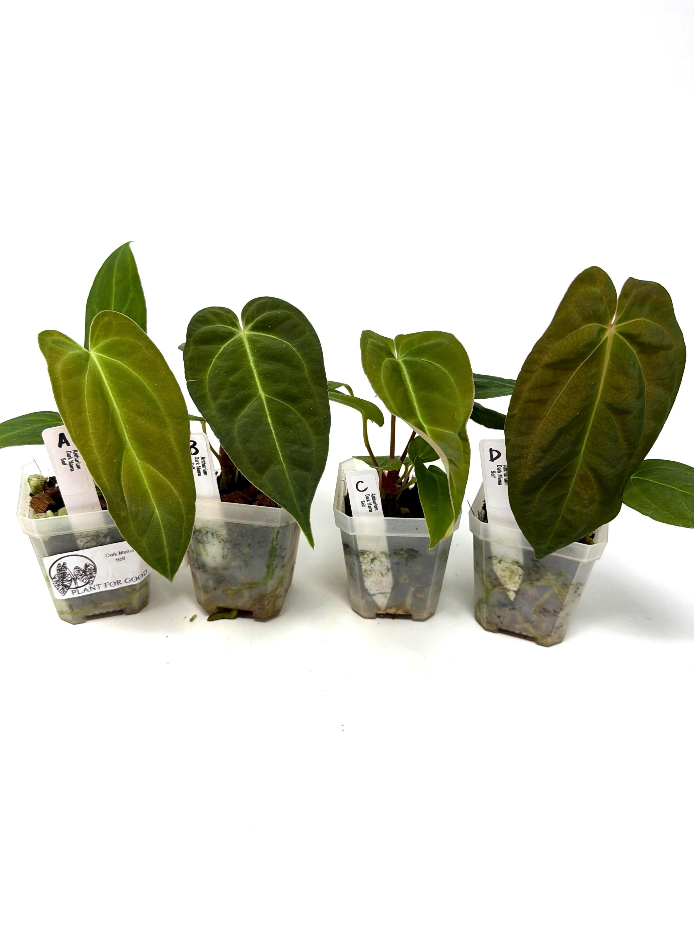 Anthurium Dark Mama Self - Etsy