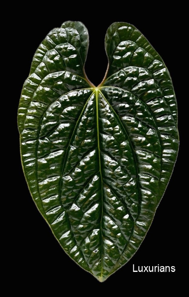 Anthurium Luxurians x Dark Crystallinum 2 germinated seeds image 2