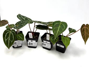 Seed Grown Anthurium Black Sweet X Fort Sherman Starter Plant (ALL