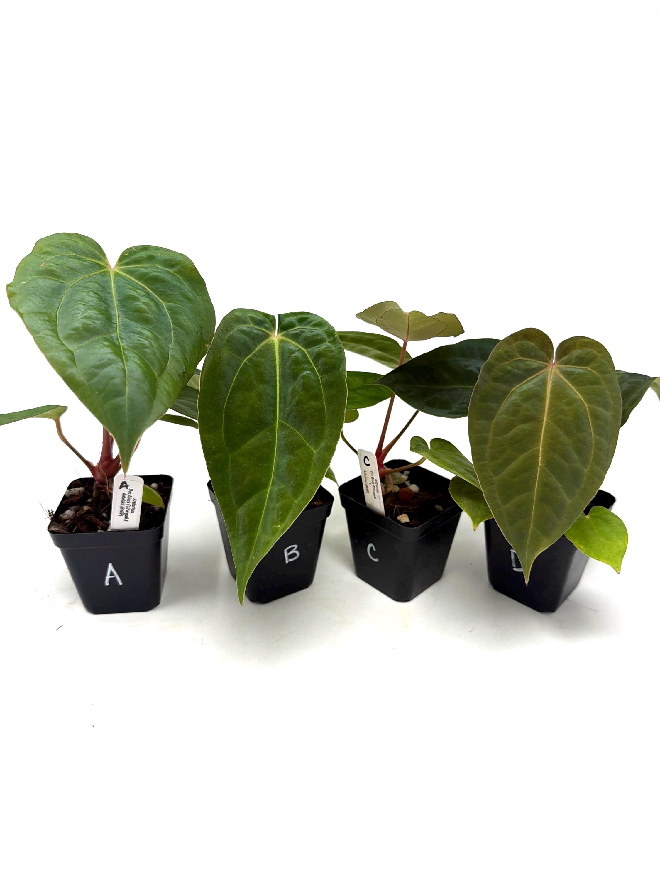 Anthurium Bvep - Etsy