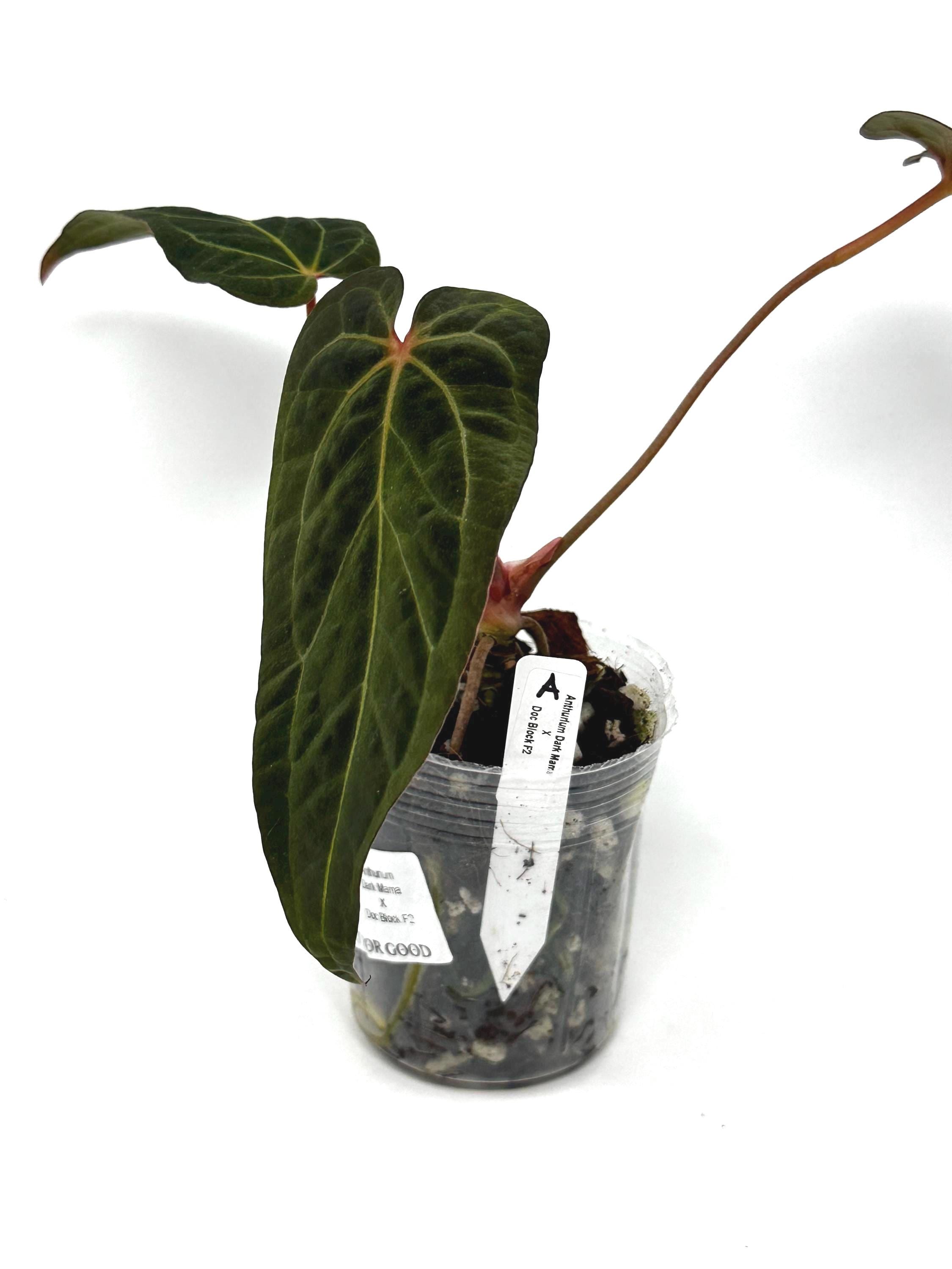 Anthurium Dark - Etsy アンスリウムantolakii Tezula✖️（dark mama